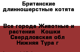 Британские длинношерстные котята - Все города Животные и растения » Кошки   . Свердловская обл.,Нижняя Тура г.